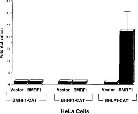 FIG. 1. The BMRF1 gene product activates the BHLF1 oriLyt promoter.Five micrograms of the BMRF1-CAT reporter construct (containing the early