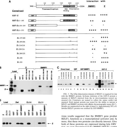 FIG. 3. The bZip dimerization domain of BZLF1 is required for interactionwith the BMRF1 protein