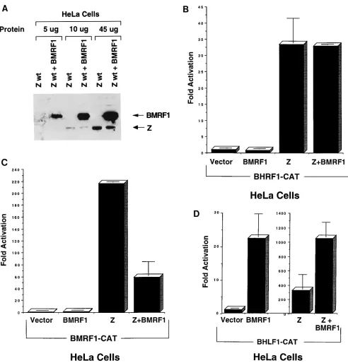 FIG. 5. The BMRF1 gene product modulates BZLF1 transactivator function. (A) The expression level of transfected BZLF1 in the presence and absence of thecotransfected BMRF1 gene product was determined by immunoblot analysis