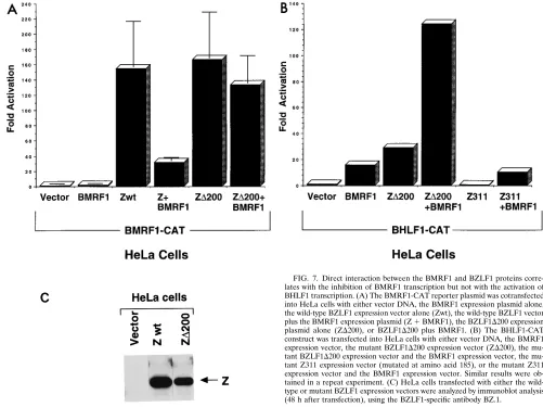 FIG. 7. Direct interaction between the BMRF1 and BZLF1 proteins corre-lates with the inhibition of BMRF1 transcription but not with the activation of