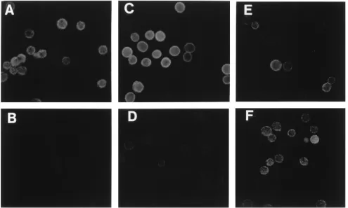 FIG. 4. The ligand of EVR1 is sensitive to PI-PLC. Cell monolayers were dispersed by trypsin treatment, washed, treated, and incubated with Abs as indicated
