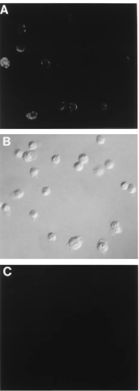 FIG. 5. MAb EVR1 recognizes DAF. Cell monolayers were dispersed bytrypsin treatment, washed, and incubated with MAb EVR1