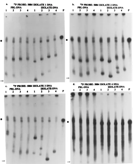 FIG. 5. Heteroduplex assay of serial isolates. PCR-generated, 700-bp envrun alone. Asterisks mark the migration of single-stranded DNA, and arrowsfrom patient 5084 (Table 5) were annealed with serial specimens of PCR-generated PBL proviral DNAs (PBL DNAs 1