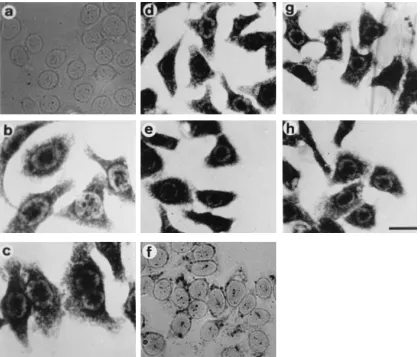 FIG. 3. Exon sequences can deﬁne the nuclear retention of IE110 transcripts. Mock-infected HeLa cells (a) and cells infected with the IE110 mutant virus 110C1for 2 h (b), 4 h (c), 8 h (d), and 16 h (e) were labelled with an antisense riboprobe against the IE110 transcript, and the hybridized label was detected by alkaline