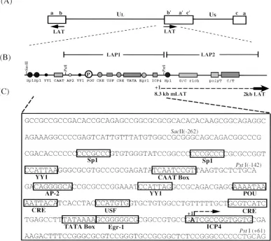 FIG. 1. Schematic representation of the LAT region of HSV-1. (A) Diagram of the prototypic arrangement of the HSV-1 genome indicating the location and �Lregions (6, 17)
