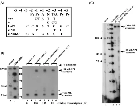 FIG. 5. Contribution of sequences downstream of the TATA box to LAP1 activity in vitro