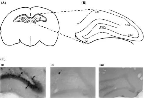 FIG. 6. In situ hybridization to LAT RNA in rat brain injected with site-directed mutant virus