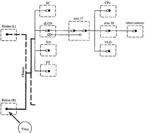 FIG. 1. Schematic drawing of primary, secondary, and distal connections ofthe retina. Only connections related to this study are shown