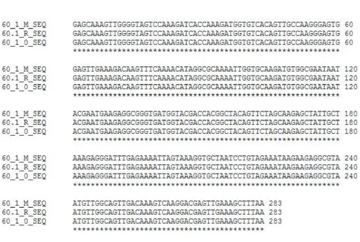 Figure 1. Alignment of nucleotide sequences and HSP60 fragment in samples of males (60_1_M_SEQ), workers (60_1_O_SEQ) and queens (60_1_R_SEQ) of Melipona interrupta showing 100% identity