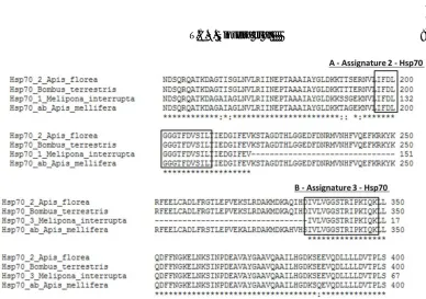Figure 3. Aligning of the fragments with 151 and 109 amino acids in Melipona interruptawith the protein HSP70 of Apis florea, Bombus terrestris and Apis mellifera