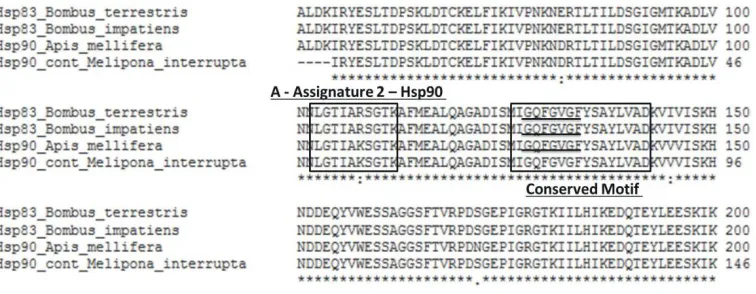 Figure 4. Aligning of the fragments with 235 amino acids in Melipona interrupta with the protein HSP90 of Bombus terrestris, B