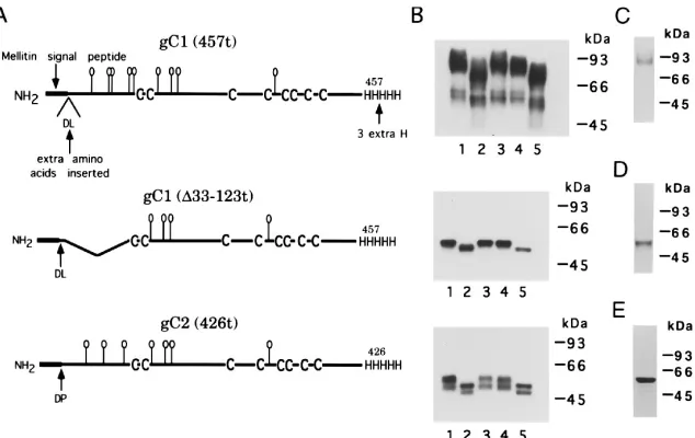 FIG. 1. (A) Schematic diagrams of truncated forms of HSV gC1 and gC2 produced by baculovirus-infected insect cells