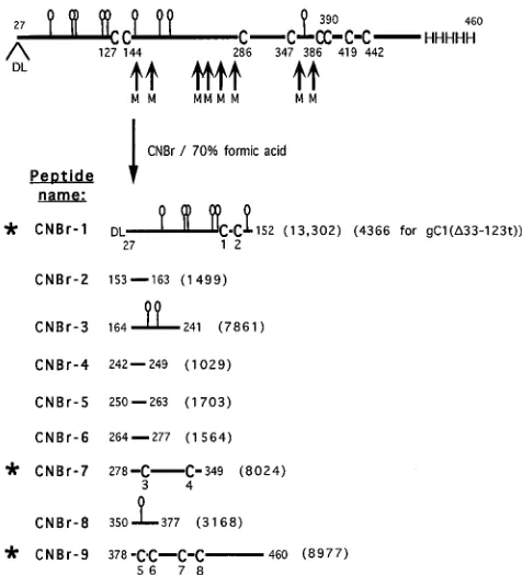 FIG. 2. Mass spectrometric analysis of gC1(457t) (A) and gC1(�(B), with and without endo F treatment to remove N-linked glycans