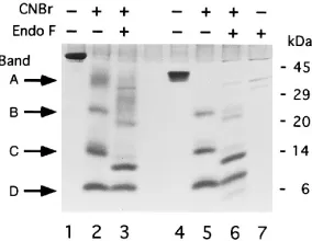 FIG. 4. CNBr cleavage of gC1(457t) and gC1(�under nonreducing (3, gC1(457t) digested with CNBr; 4 and 5, gC1(33-123t)