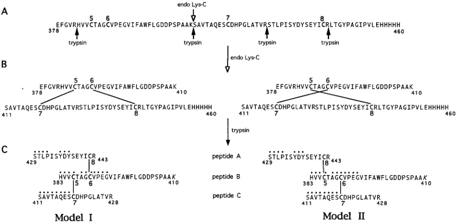 TABLE 2. Summary of mass spectrometric data for CNBr-9