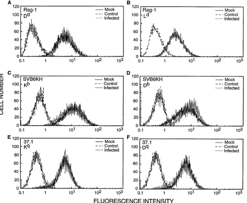 TABLE 1. Class I MHC antigens examined