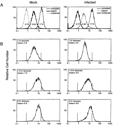 FIG. 4. Removal and regeneration of surface class I MHC antigens on mock- and MAV-1-infected cells treated with papain