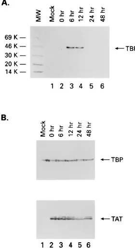 FIG. 1. Immunoprecipitation of Tat-TFIID complex from HIV-1-infectedcells by using anti-Tat polyclonal antiserum