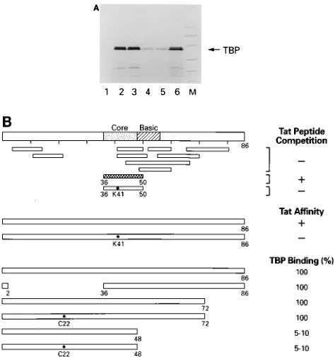 FIG. 3. Interaction of TBP with Tat mutants. (A) Amounts of GST proteinswere normalized according to protein concentration, and the amount bound to