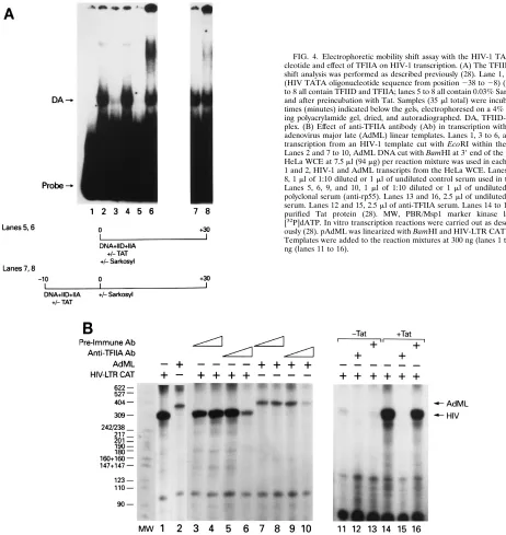 FIG. 4. Electrophoretic mobility shift assay with the HIV-1 TATA oligonu-cleotide and effect of TFIIA on HIV-1 transcription
