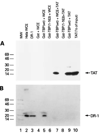 FIG. 5. Competition of Tat for Dr1 binding to TBP. Panels A (Western blotwith anti-Tat serum) and B (Western blot with anti-Dr1 serum) represent sam-