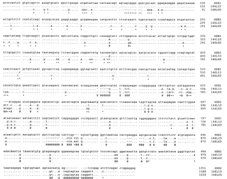 FIG. 4. Sequence alignments of two sequences from the study by Shapshak et al. (37) compared with the HIV-1 laboratory reference strain HXB2