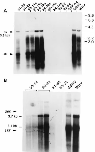 FIG. 2. Dot blot analysis of liver DNA and serum samples from randomlyselected arctic squirrels