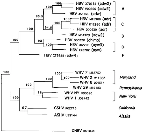 TABLE 1. Percent amino acid homologies of rodent hepadnavirus genesa