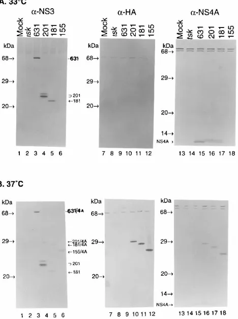FIG. 1. Construction of the amplicon expression plasmids. The N-terminalprotease domain (open bar) and the C-terminal RNA helicase domain (hatched
