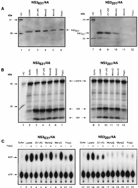 FIG. 3. Partial puriﬁcation of the NS3/4A complex in parallel with the�is the negative control, as indicated in lanes 2 and 8
