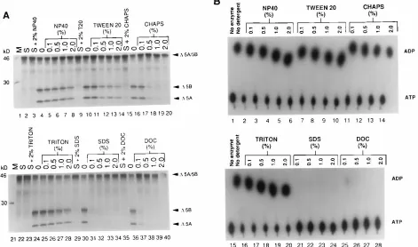 FIG. 6. The effect of detergents on NS3 protease and RNA-stimulated ATPase. (A) Effects of detergent on protease activity