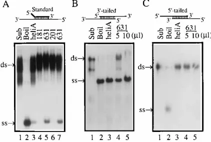 FIG. 7. NS3 RNA helicase activity. (A) RNA-unwinding activity with thestandard substrate
