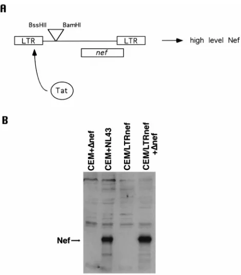 FIG. 1. (A) Schematic of the LTR-nefApproximately 10Nef. (B) Western blot of parental CEM cells and CLN cells infected with either�analyzed for expression of Nef protein by Western blotting as described inintroduced into CEM cells to create the cell line C