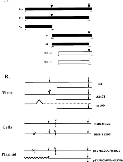 FIG. 1. (A) Polypeptide products of UL26 and UL26.5 ORFs. The HSV-1 protease (Pra), substrate (ICP35 c,d), and cleavage products Prb, N(VP21), and ICP35 e,f (VP22a) are described in the text