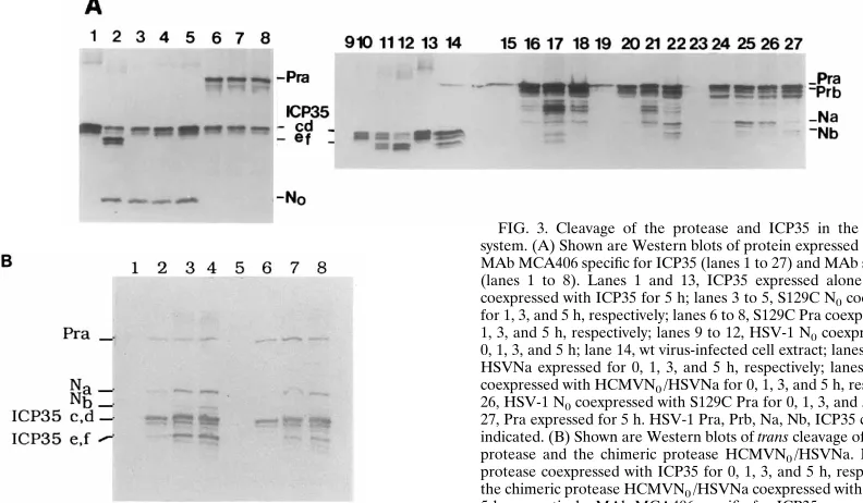 FIG. 2. Subcellular locations of mutant proteases. Vero cells were transfected with pSV/HCMVNposttransfection, cells were processed for an indirect immunoﬂuorescence assay using polyclonal antisera speciﬁc for either HCMVN0 (A), pSV/HCMVN0/HSVNa (B), or pS