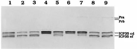 TABLE 1. Intragenic complementation betweenHSV-1 protease mutantsa