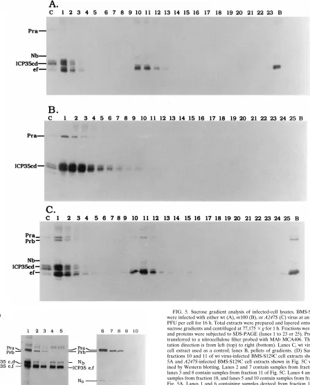 Fig. 5A. Lanes 1 and 6 containing samples derived from fraction 1 of A247S-infected BMS-S129C cell extracts were used as Pra, Prb, ICP35 c,d and ICP35 e,fcontrols