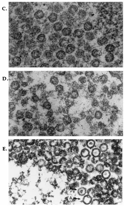 FIG. 7—Continued.