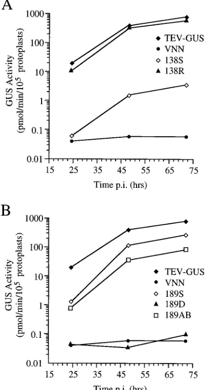 FIG. 4. Diagrammatic representation of TEV-GUS and 5�(B49) and transgenic Burley 49 line FL3.3