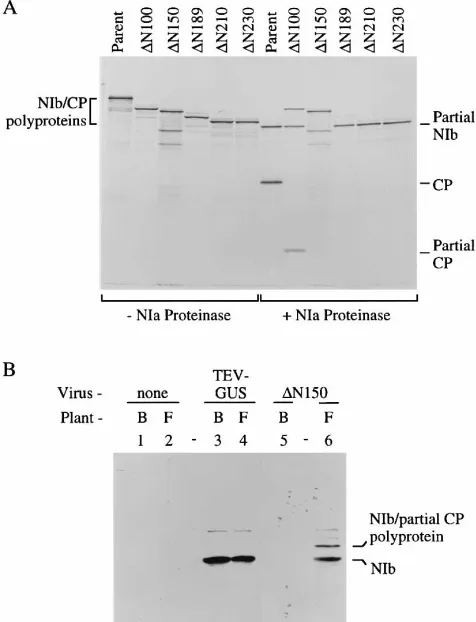 TABLE 1. Cell-to-cell and long-distance movement ofTEV-GUS and CP mutants