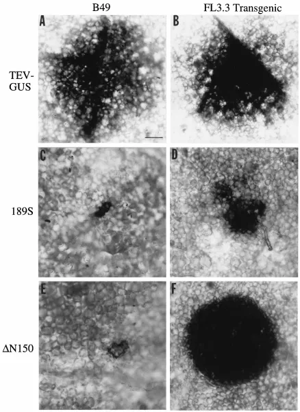 FIG. 6. In situ localization of GUS activity in leaves of plants inoculated with parental TEV-GUS (A and B), mutant 189S (C and D), or mutant �F) at 3 days p.i