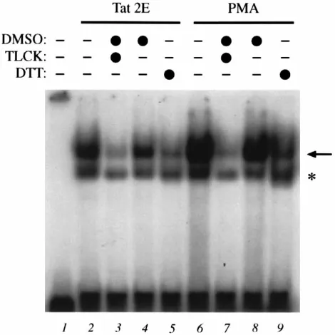 FIG. 6. Immunoblotting analysis of I�prepared at different times after lipofection with GST (lanes 2 to 4) or Tat 2E(lanes 5 to 7) or after treatment with PMA (lane 8), as indicated