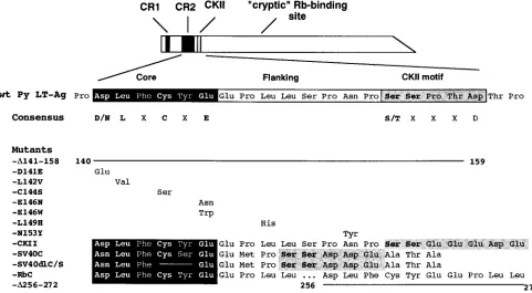 FIG. 4. Amino acid substitutions in Py LT-Ag in the pRb-binding and CKII motifs. The Py LT-Ags used in this study are presented with the amino acid substitutionsaligned below the corresponding residues of the wild-type sequence