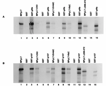 FIG. 5. In vitro pRb- and p107-binding assays. The Py LT-Ag mutants were translated in vitro in the presence of [35interact with immobilized GST-Rb or GST-107