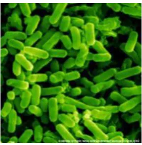 Figure 1.1: Fecal Coliform Bacteria 