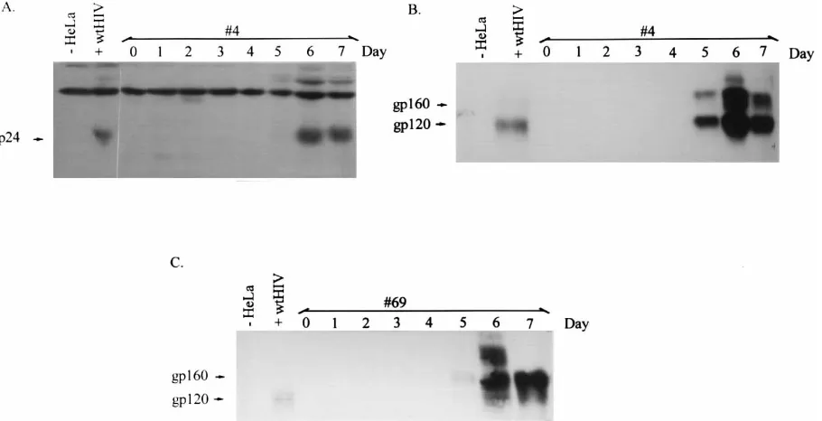 FIG. 4. Induction of RT expression. Cell clone 4 with HVP or HSN (A) andcell line 69 with vector HIV-gpt (B) were assayed for RT activity