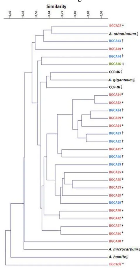 Figure 1.  Dendrogram obtained from unweighted pair group method with arithmetic mean(UPGMA) cluster analysis and coefficients of similarity of Sørensen–Dice indices representing the genetic relationships among 32 accessions of cajuí and Anacardium spp