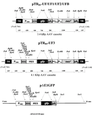 FIG. 2. Restriction maps of the AAV and Ad vector plasmids. Only those restriction sites relevant for the construction of the rAAV plasmids are shown