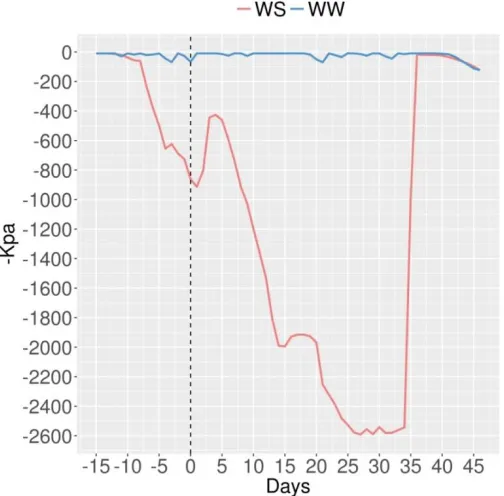 Figure 2. Soil water potential (-KPa) of WW and WS during irrigation suspension. Male flowering began 67 days after sowing (June 24) and is represented on day zero