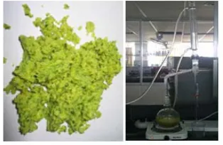 Figure 1. The ground peel and the apparatus Clevenger.  